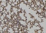 UBE2M Antibody in Immunohistochemistry (Paraffin) (IHC (P))