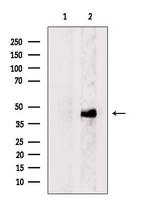 DUX4 Antibody in Western Blot (WB)