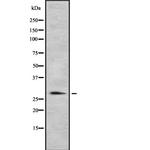 HLA-DR/DP Antibody in Western Blot (WB)