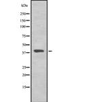 TMEFF2 Antibody in Western Blot (WB)