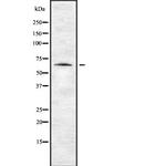 ENC1 Antibody in Western Blot (WB)