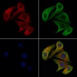 CD275 (B7-H2) Antibody in Immunocytochemistry (ICC/IF)