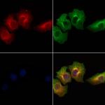 CD300a Antibody in Immunocytochemistry (ICC/IF)