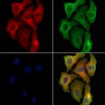 LIPF Antibody in Immunocytochemistry (ICC/IF)