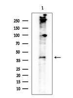 LIPF Antibody in Western Blot (WB)