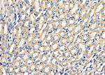 ARF5 Antibody in Immunohistochemistry (Paraffin) (IHC (P))