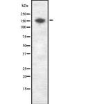 ATP7A Antibody in Western Blot (WB)