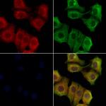 CNP Antibody in Immunocytochemistry (ICC/IF)