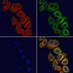 ELMO1 Antibody in Immunocytochemistry (ICC/IF)