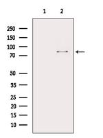 ELMO1 Antibody in Western Blot (WB)