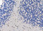 HIC2 Antibody in Immunohistochemistry (Paraffin) (IHC (P))