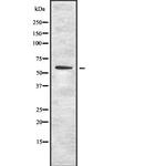 OCT1 Antibody in Western Blot (WB)