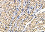 RAP1 Antibody in Immunohistochemistry (Paraffin) (IHC (P))