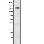 PHLPP1 Antibody in Western Blot (WB)