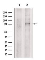 UGT8 Antibody in Western Blot (WB)