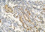 AMID Antibody in Immunohistochemistry (Paraffin) (IHC (P))