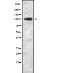 KIF20A Antibody in Western Blot (WB)