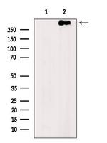 NF1 Antibody in Western Blot (WB)