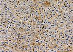 Olfr417 Antibody in Immunohistochemistry (Paraffin) (IHC (P))