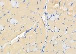 OR2T3/OR2T34 Antibody in Immunohistochemistry (Paraffin) (IHC (P))