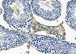 OR4C12 Antibody in Immunohistochemistry (Paraffin) (IHC (P))