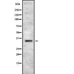 OR4C12 Antibody in Western Blot (WB)