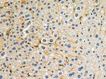 OR9G1 Antibody in Immunohistochemistry (Paraffin) (IHC (P))