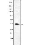 OR9G1 Antibody in Western Blot (WB)