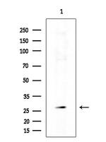 OR9G1 Antibody in Western Blot (WB)