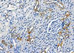 RAB35 Antibody in Immunohistochemistry (Paraffin) (IHC (P))