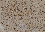 SOX8/SOX9/SOX17/SOX18 Antibody in Immunohistochemistry (Paraffin) (IHC (P))