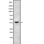 TAAR5 Antibody in Western Blot (WB)