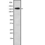 Phospho-FANCA (Ser1149) Antibody in Western Blot (WB)