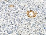 DYRK3 Antibody in Immunohistochemistry (Paraffin) (IHC (P))