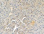 DYRK3 Antibody in Immunohistochemistry (Paraffin) (IHC (P))