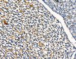 DYRK3 Antibody in Immunohistochemistry (Paraffin) (IHC (P))