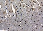 SAP30 Antibody in Immunohistochemistry (Paraffin) (IHC (P))