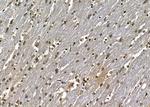 SAP30 Antibody in Immunohistochemistry (Paraffin) (IHC (P))