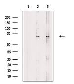 PPP2R1A Antibody in Western Blot (WB)