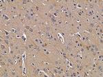 MAPK4 Antibody in Immunohistochemistry (Paraffin) (IHC (P))