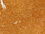 MARCKSL1 Antibody in Immunohistochemistry (Paraffin) (IHC (P))