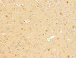 MARCKSL1 Antibody in Immunohistochemistry (Paraffin) (IHC (P))