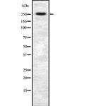 AKAP6 Antibody in Western Blot (WB)