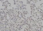 TTF1 Antibody in Immunohistochemistry (Paraffin) (IHC (P))