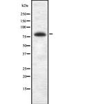 BRSK2 Antibody in Western Blot (WB)