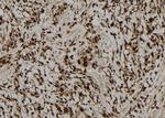 LMO7 Antibody in Immunohistochemistry (Paraffin) (IHC (P))