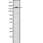 LMO7 Antibody in Western Blot (WB)