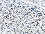 GTF2H4 Antibody in Immunohistochemistry (Paraffin) (IHC (P))