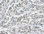 GTF2H4 Antibody in Immunohistochemistry (Paraffin) (IHC (P))