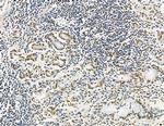 GTF2H4 Antibody in Immunohistochemistry (Paraffin) (IHC (P))